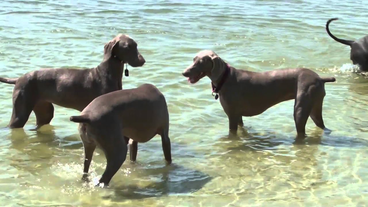 Weimaraners (A Tribute)
