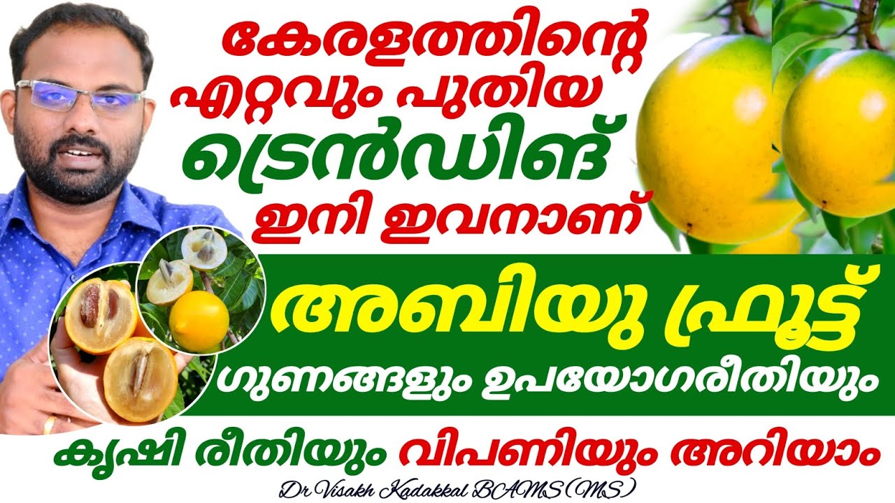 അബിയു ഫ്രൂട്ട് (Abiu Fruit) കേരളത്തിൻ്റെ ഏറ്റവും പുതിയ ട്രെൻഡ് ; ഗുണങ്ങൾ ഉപയോഗരീതി അറിയാം Dr Visakh