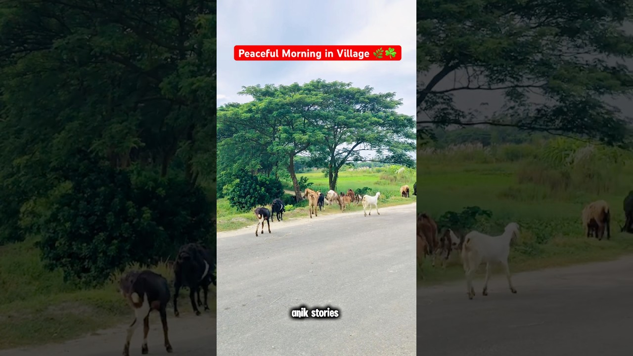 “Peaceful Morning in Village | Relaxing Nature Sounds  | Anik Stories 