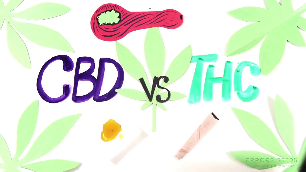 В чем разница между ТГК и КБД (THC vs CBD)