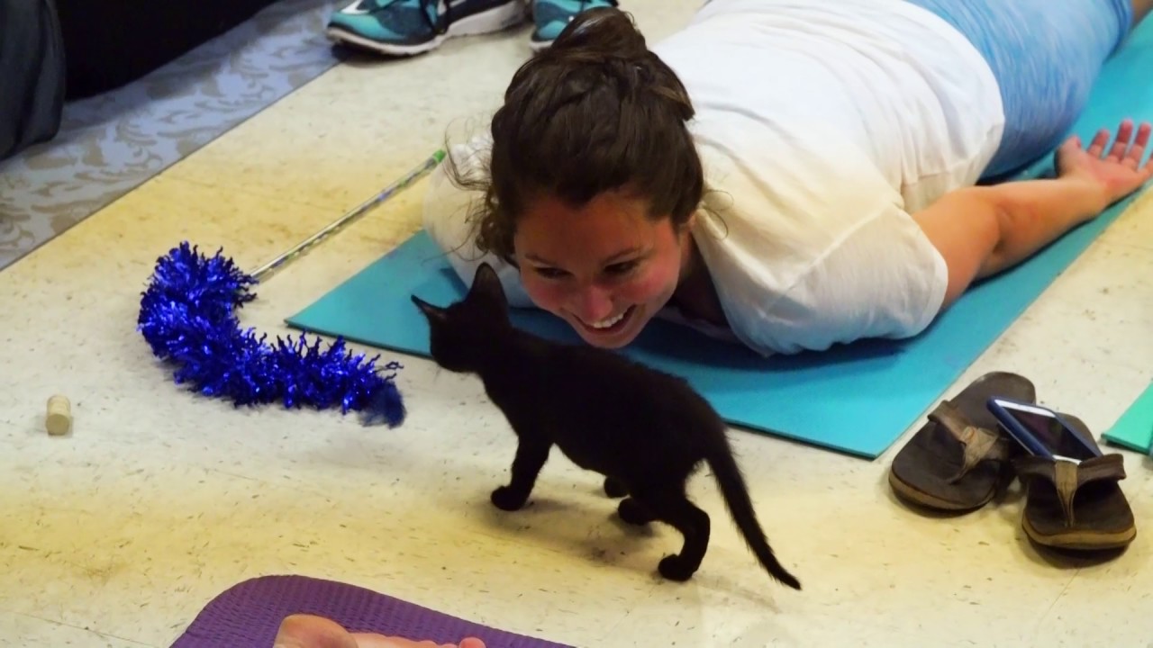 Foster kittens look for fur-ever homes at yoga class