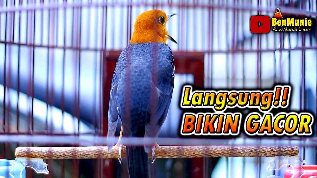 ANIS MERAH SUPER NGOTOT FULL ISIAN UNTUK PANCINGAN ANIS MERAH 