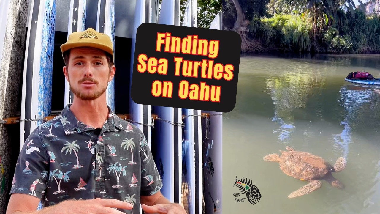 When is the best time to see Honu (Sea Turtles?) in Hawaii?