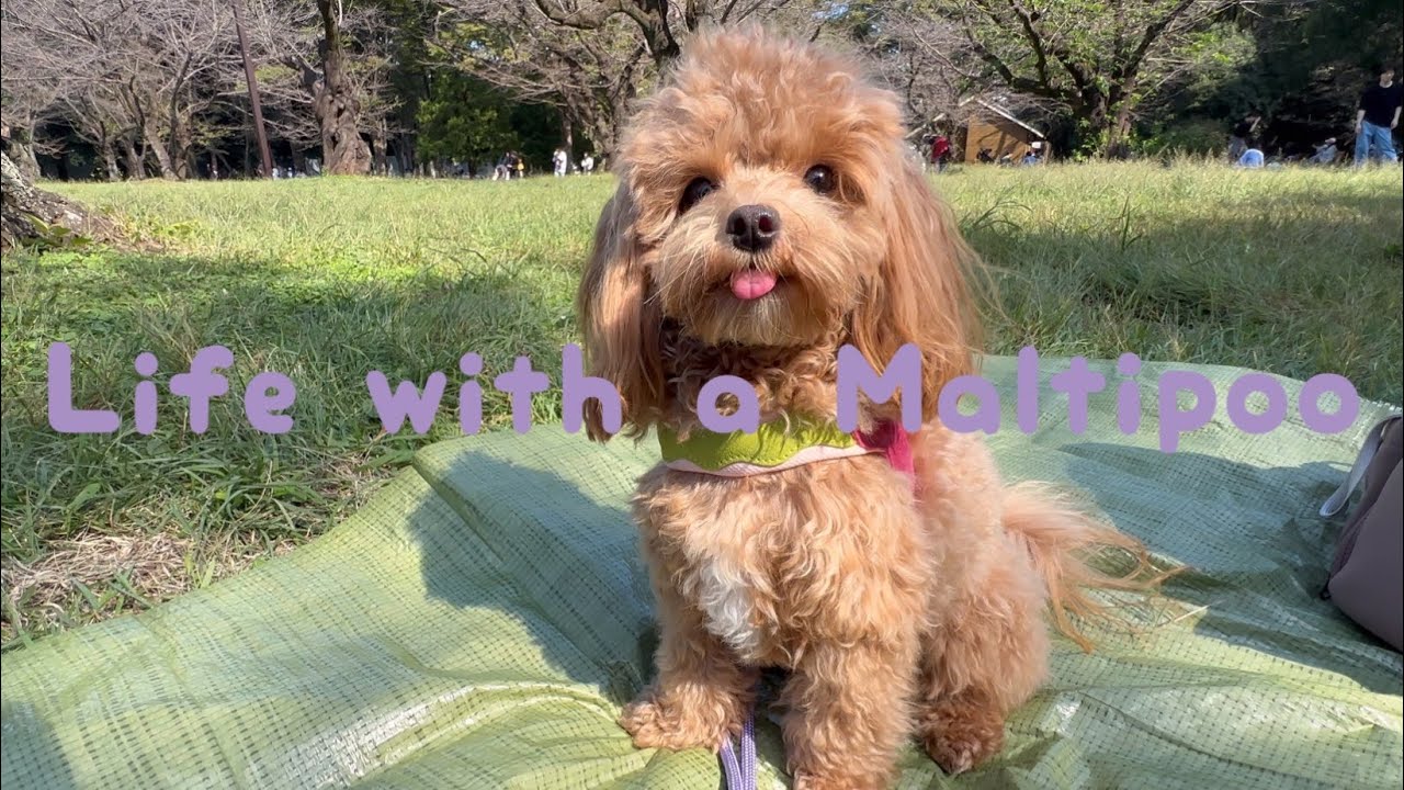 Life with a Maltipoo 💜🩷💚 New leash & harness from Maogoublue 🐾
