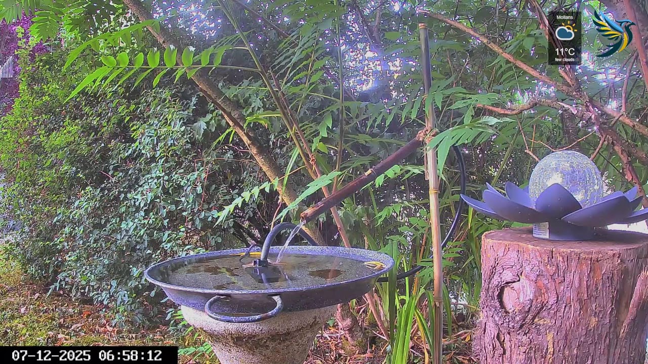LIVE Bird Bath 24/7 ｜Bain à oiseaux 24/7 (2K)🐤#birds #birdcam #birdbaths #wildlifecamera  #wildlife