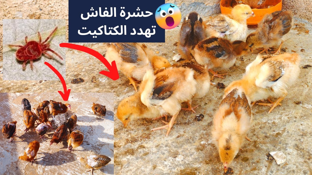 تربية الدجاج البلدي لقيت القميلة فالكتاكيت ديالي لكن الحمدلله كاين الدواء عندي + الفلوس لي مات