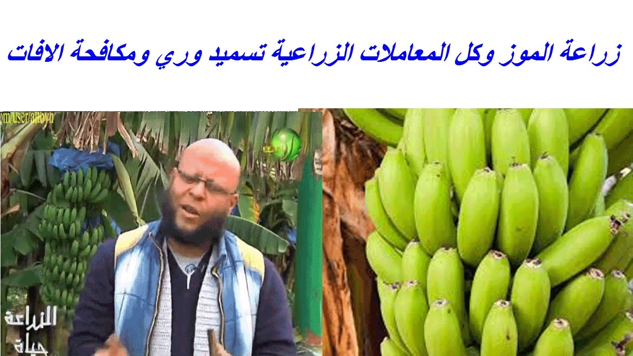 زراعة الموز وكل المعاملات الزراعية تسميد وري ومكافحة الافات