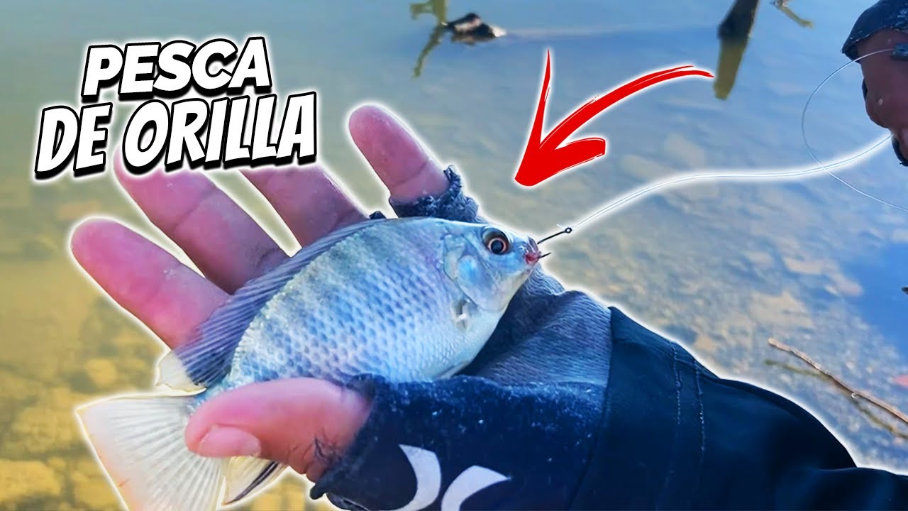 Pesca DE ORILLA con Carnada