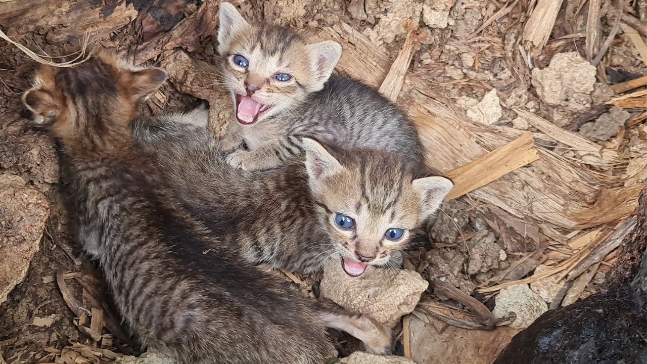 Stray Cat Rejects Comfort For Her Kittens | Heartwarming or Heartbreaking?