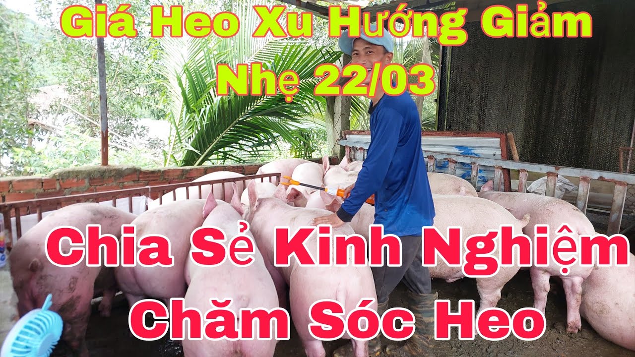 Chia Sẻ Kinh Nghiệm Chăm S&oacute;c Heo C&ugrave;ng N&ocirc;ng Trại Hoa Kiều,@nongtraihoakieu 