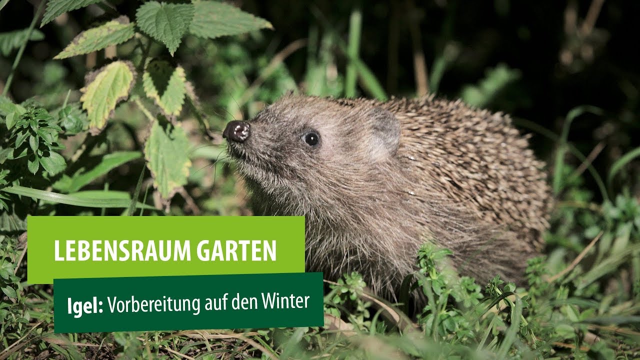 🦔 Igel im Garten f&uuml;ttern 🍂 Schaffe einen igelfreundlichen Garten mit Igelhaus f&uuml;r den Winter!