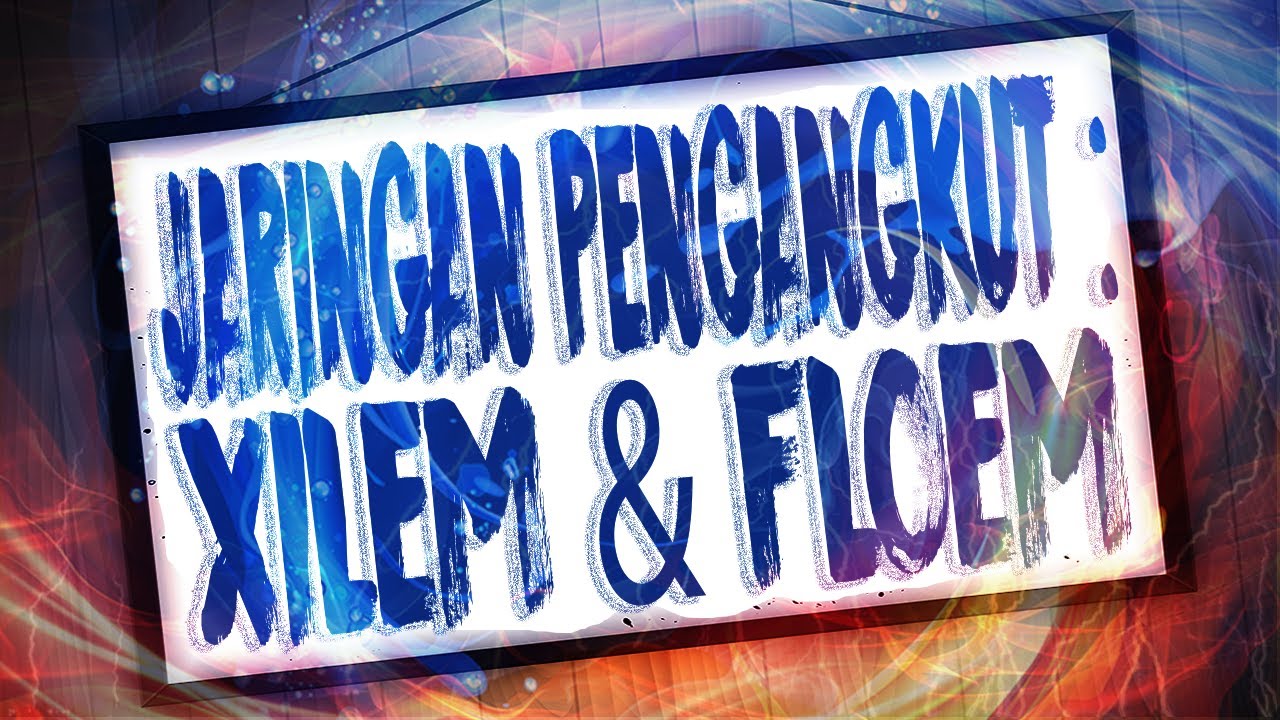 Jaringan Pengangkut Xilem dan Floem Pada Tumbuhan