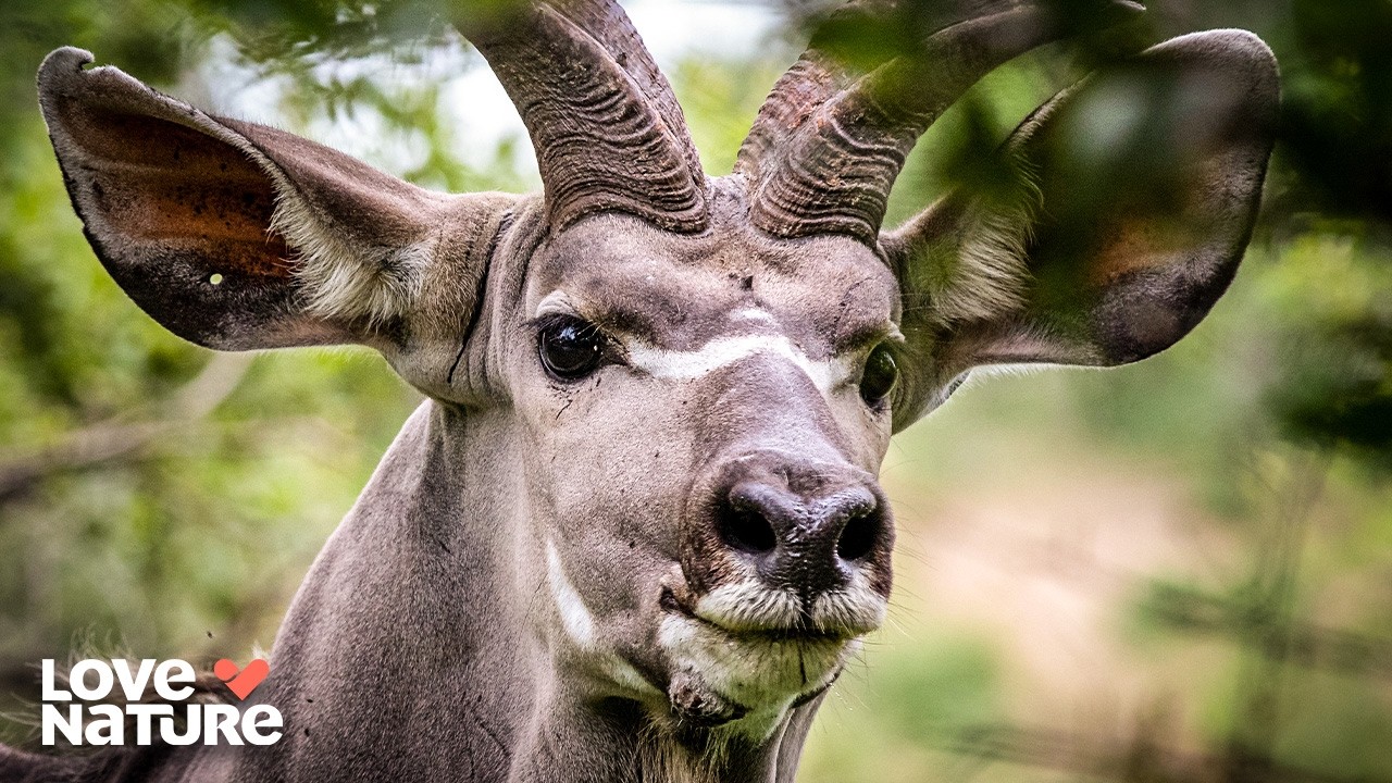 Table Mountain's Incredibly Diverse Animal Life | Great Parks of Africa: 102+103