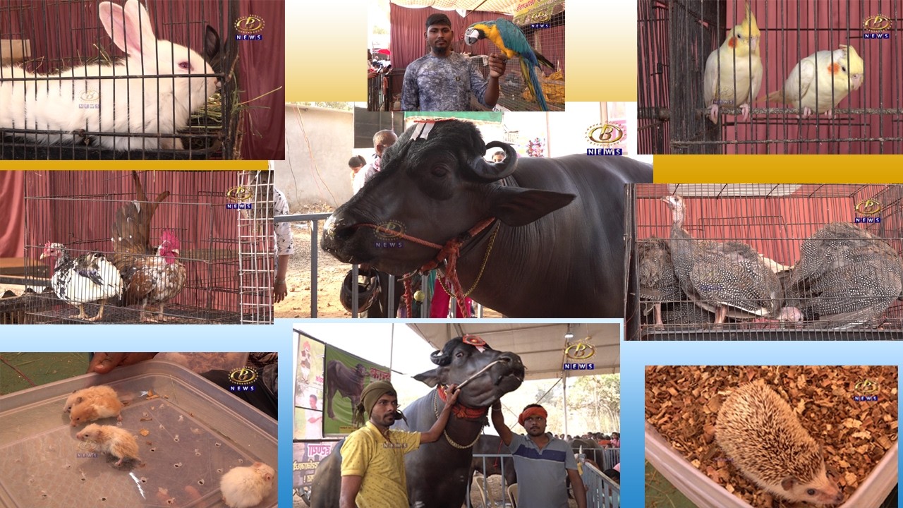 दुर्मिळ आणि आकर्षक पशूपक्षी, पशूधनाचं दालन ठरलंय भिमा कृषी प्रदर्शनाचं मुख्य आकर्षण