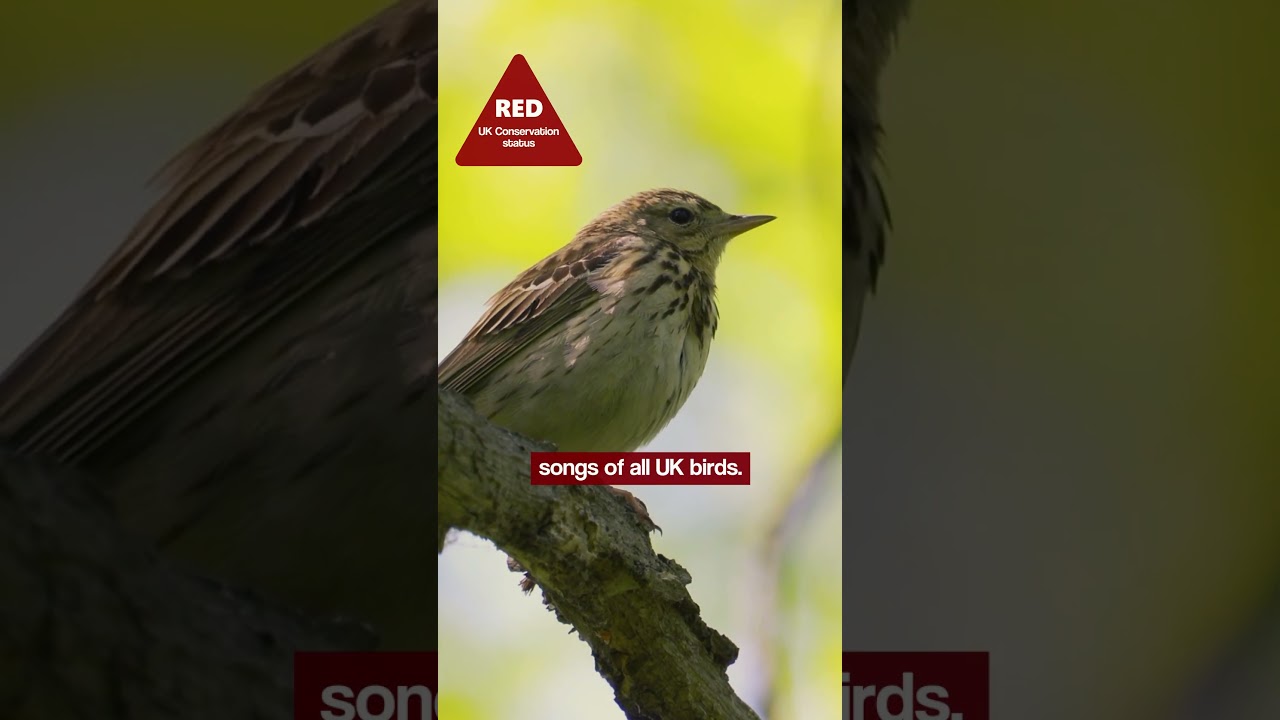 Bird Sounds - The Tree Pipit's Song Will Surprise You #shorts
