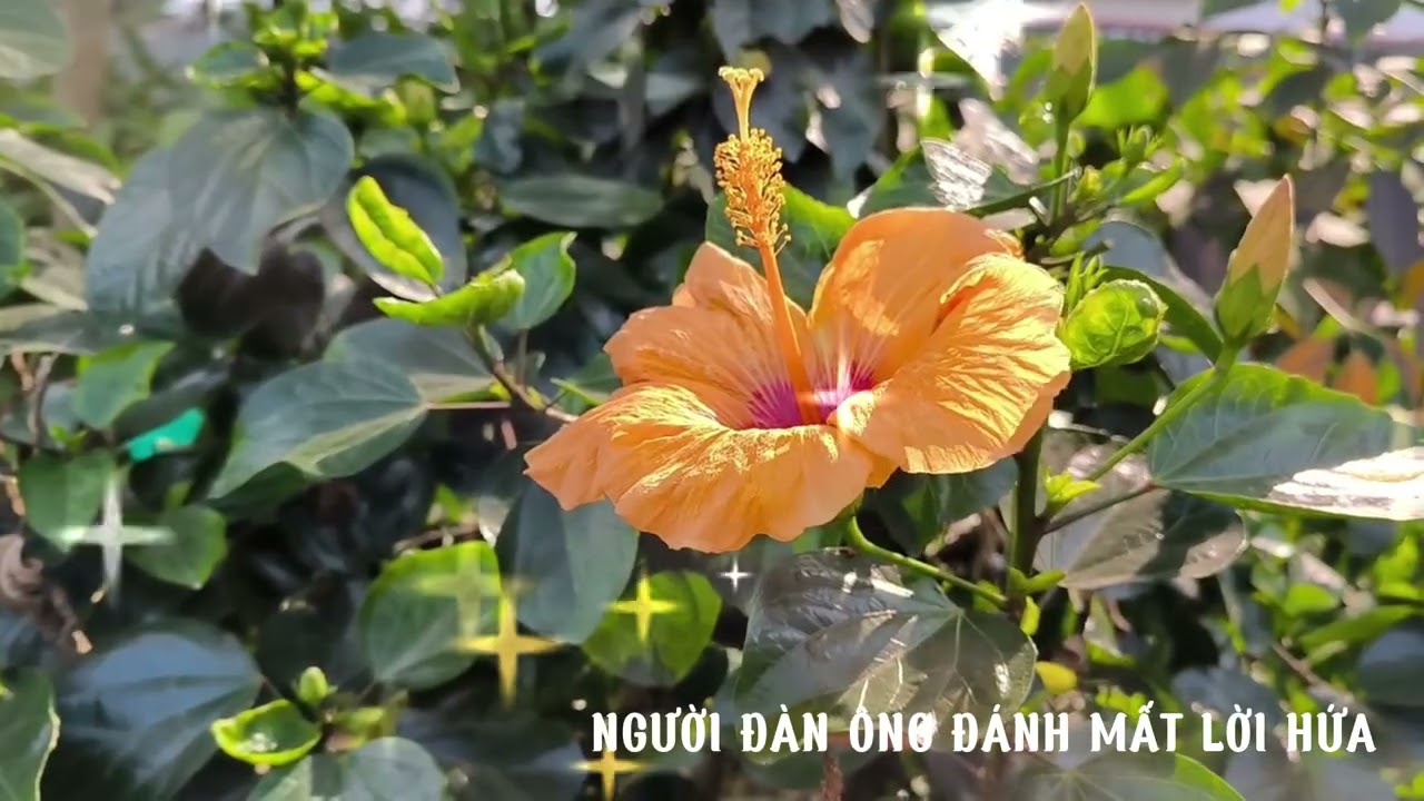 [Truyện Audio] NGƯỜI ĐÀN ÔNG ĐÁNH MẤT LỜI HỨA/ Bản tình ca dang dở