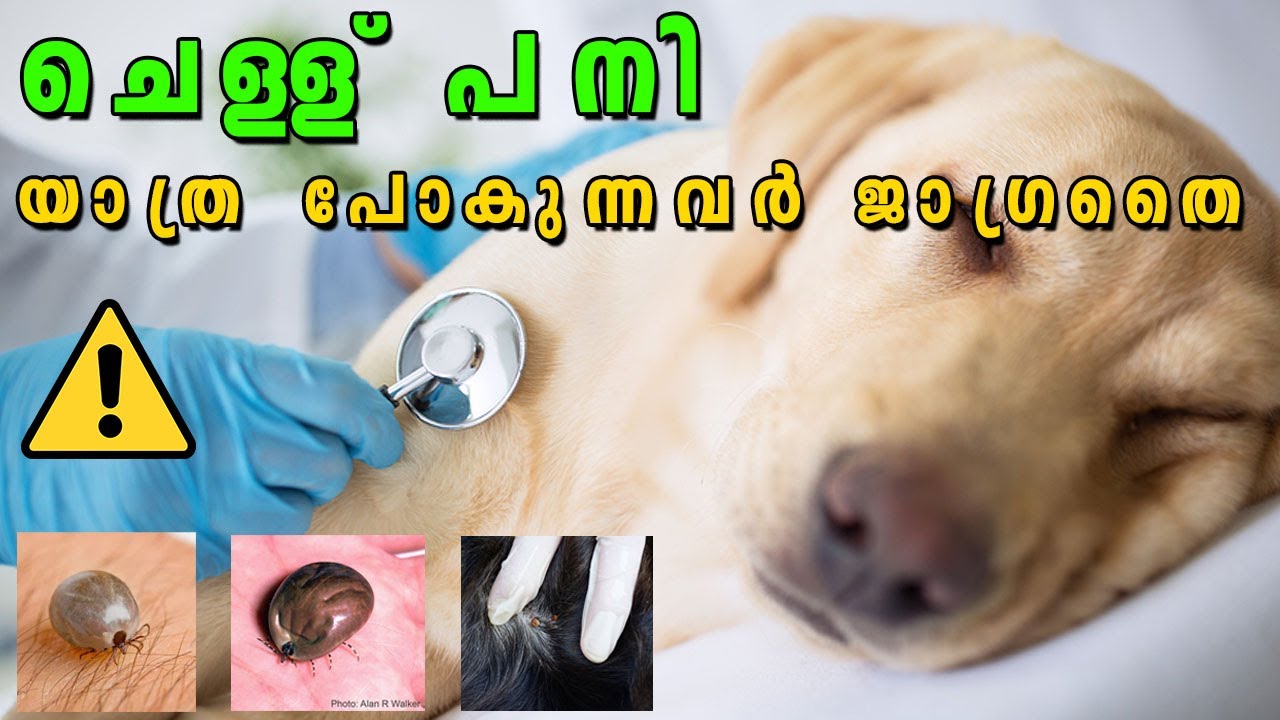 🥵🥵ഗുരുതരമായ രോഗം : All about Tick Fever in Dogs- Symptoms, Treatment, Prevention | laze media