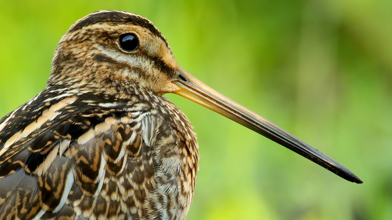 Common Snipe birds in summer