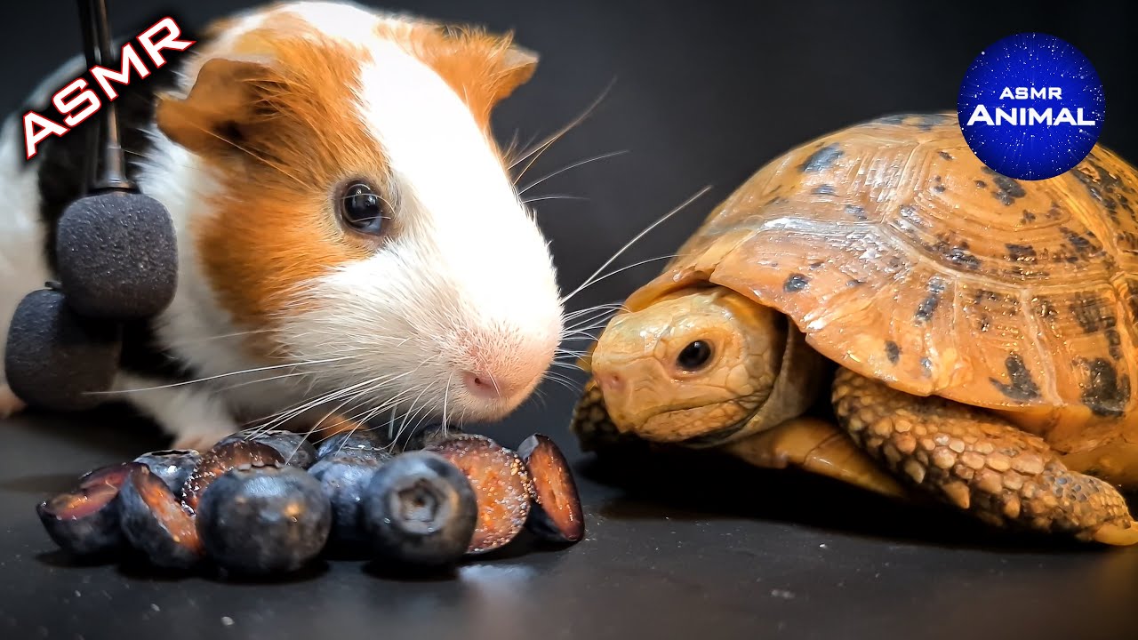 TORTOISE & GUINEA PIG 🫐 ASMR EATING BLUEBERRY 🐢 Turtle Tortoise 84