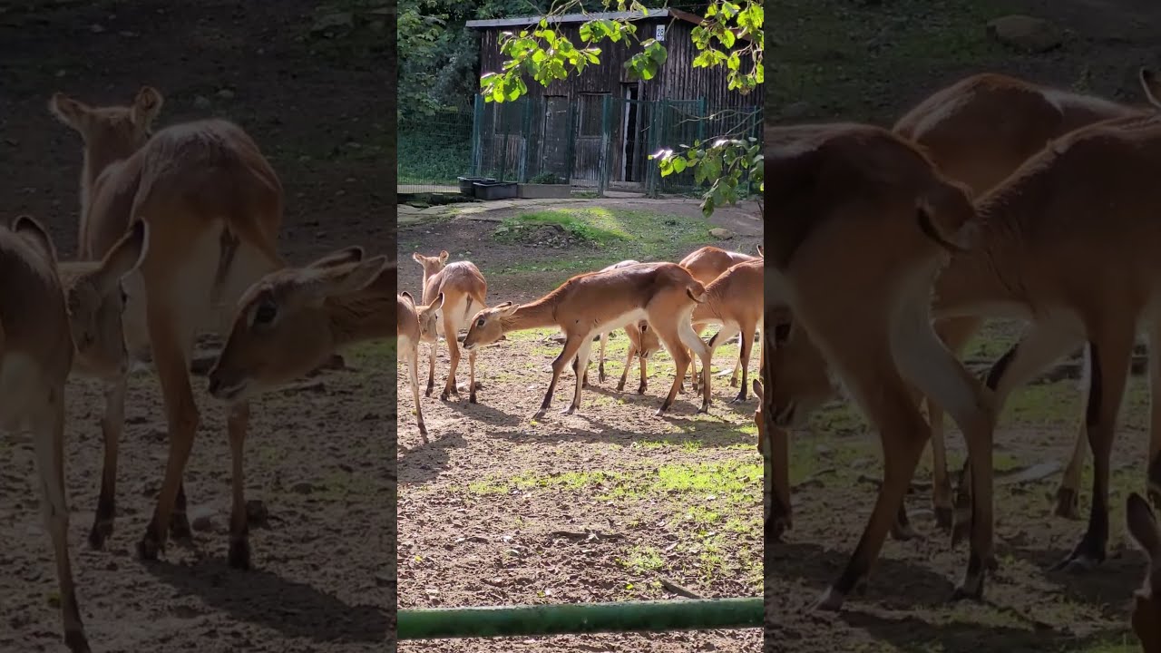 Sitatunga Sawannowa/Antilope/Антилопа Ситатунга