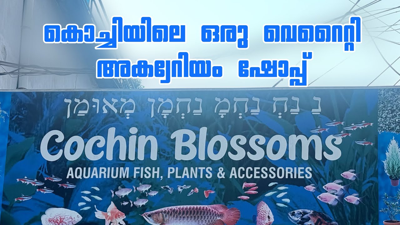 വെറൈറ്റി ഫിഷസിന്റെ കളക്ഷൻസ് | cochin blossoms 