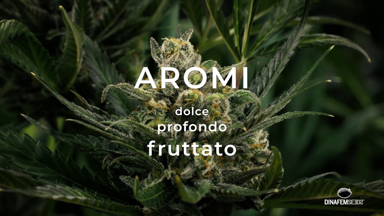 Critical Kush femminizzati