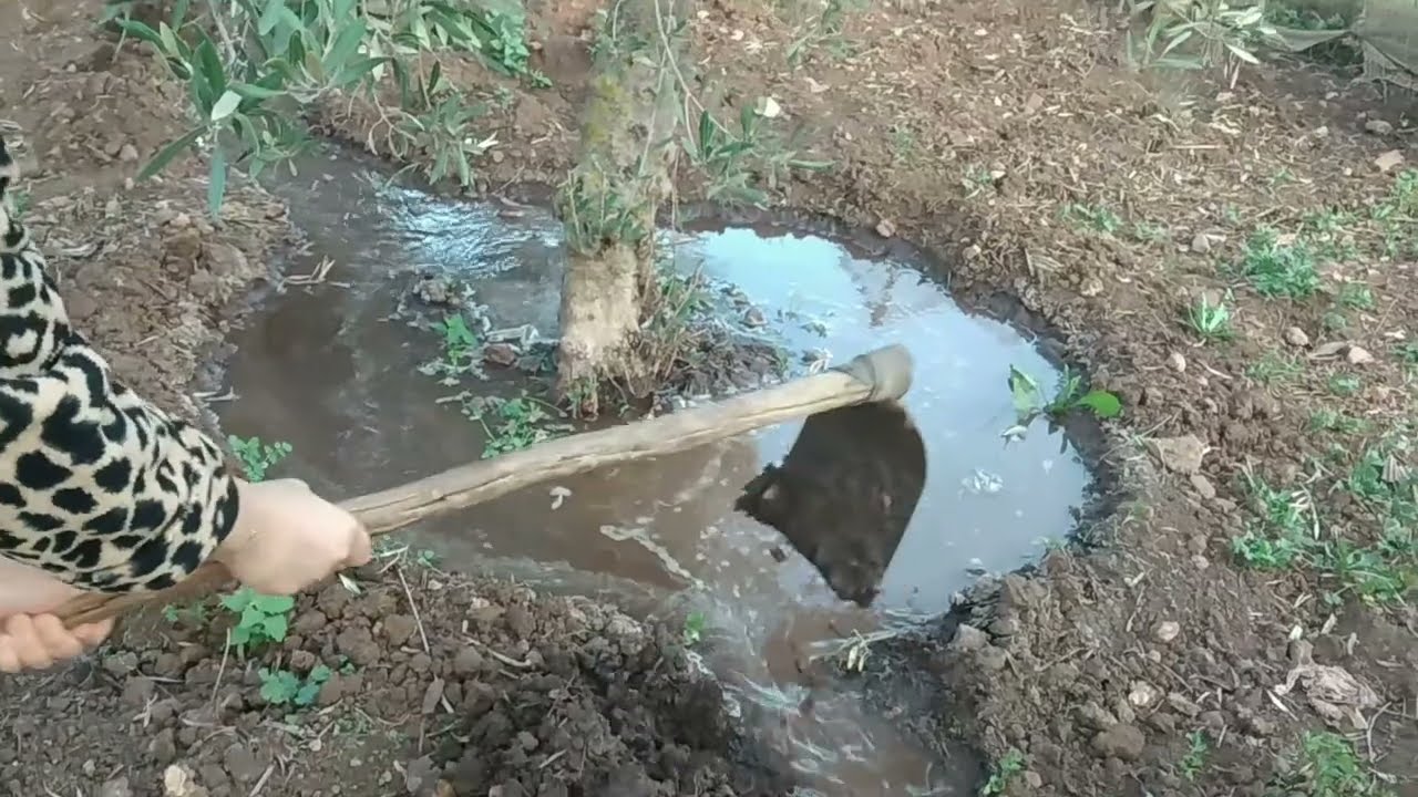 سقي تلقا متجني   🌹🌹🌹🐓🐓🐓