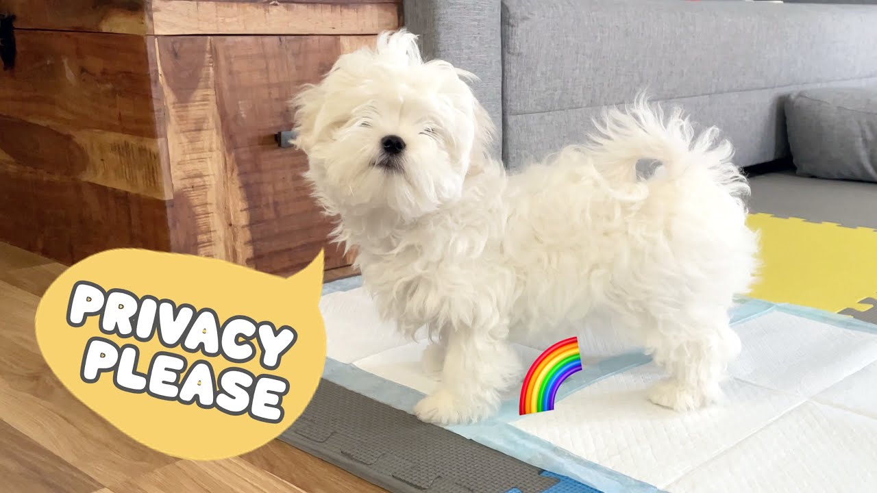 POTTY TRAINING A PUPPY - HOW TO POTTY TRAIN A DOG - VERY EASY GUIDE