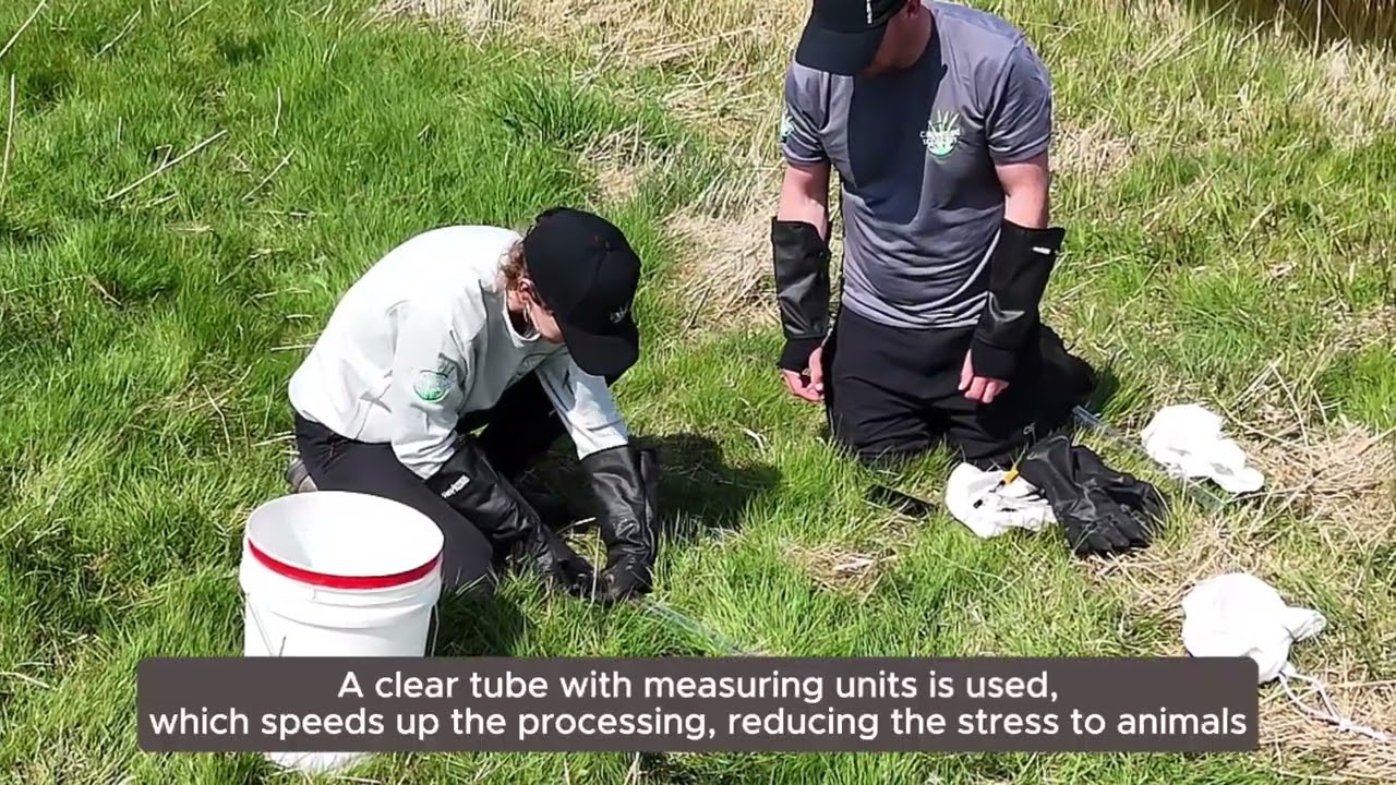 Adder habitat restoration and monitoring | Norfolk Wildlife