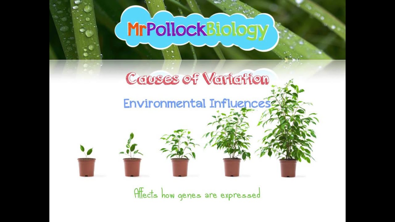 Variation - Causes and Types
