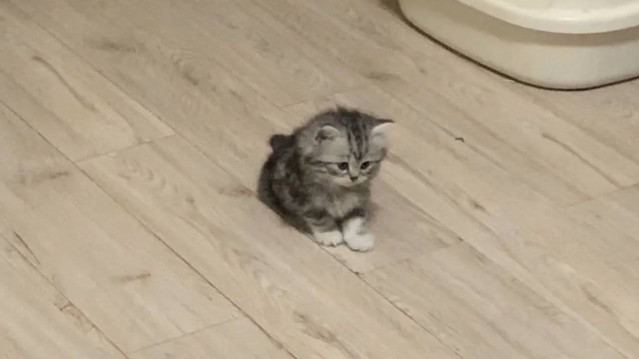 The Funniest Cat Videos 🐱 Try Not To Laugh Part 65