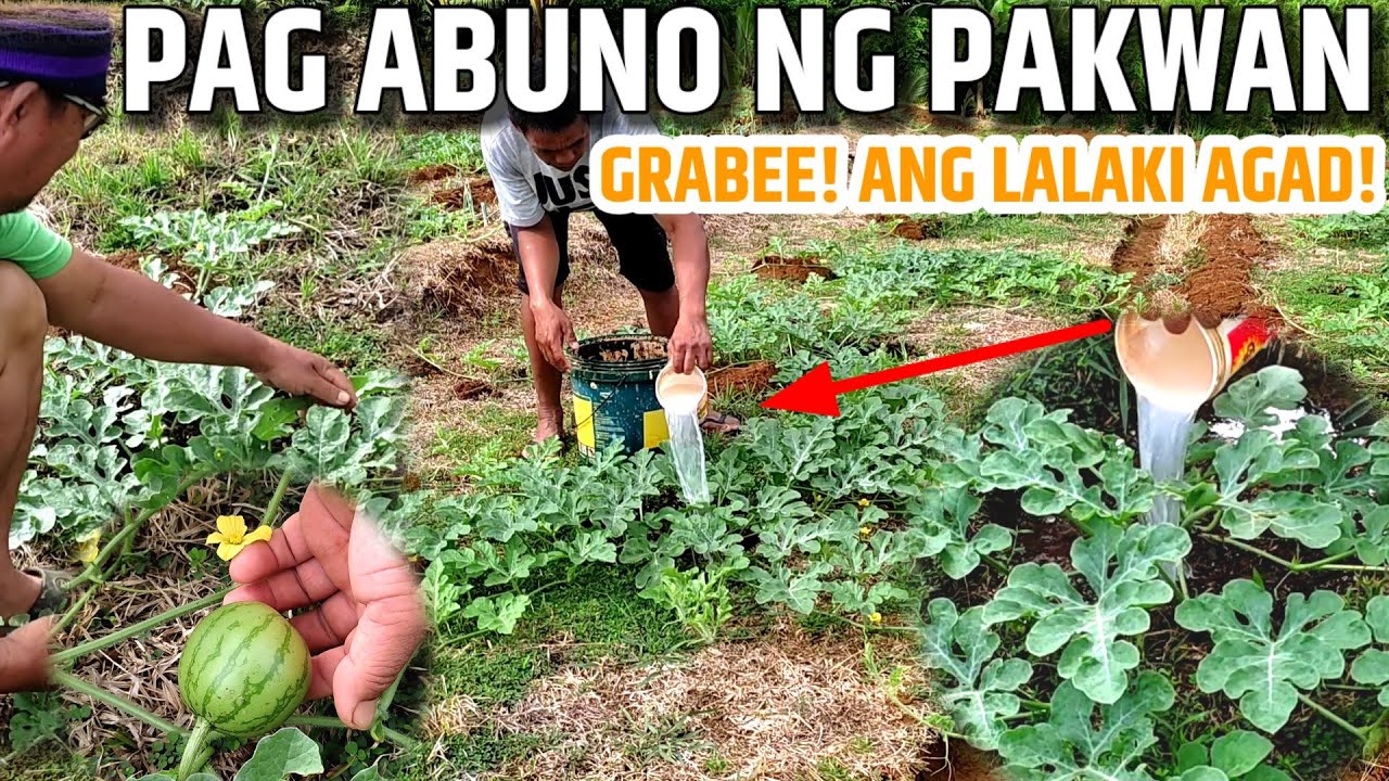 PAANO ANG PAG ABUNO NG PAKWAN - ANG LAKI AGAD NG BUNGA - D' GREEN THUMB