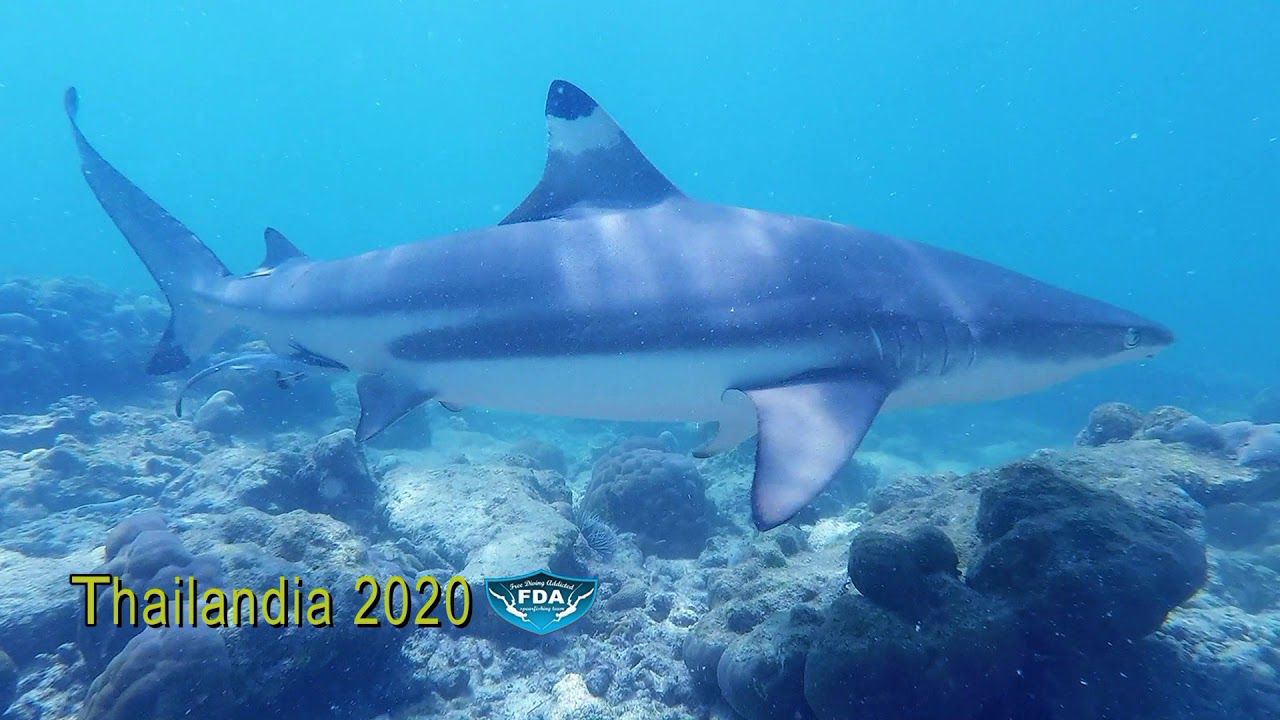 pesca sub thailandia - spearfishing in thailand - squali in thailandia - sharks in thailand