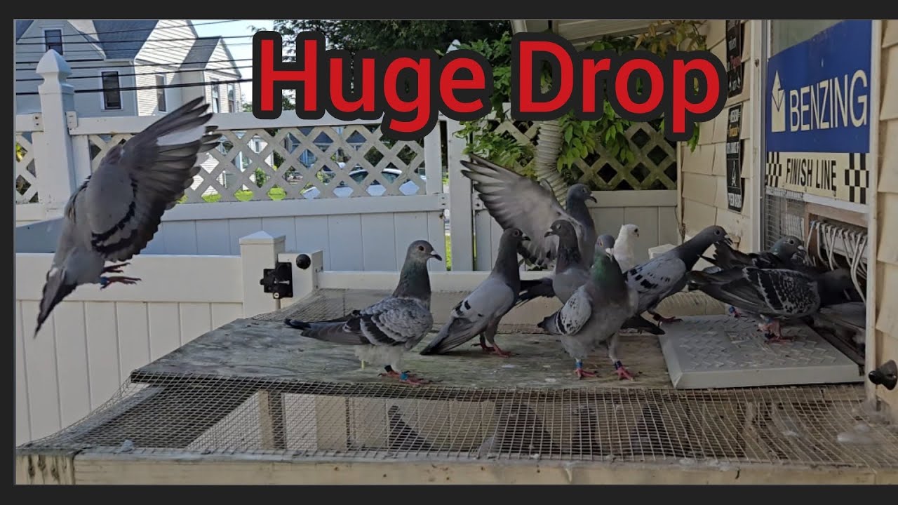 Thrilling 1st YB Pigeon Race of 2025 | Frystown, PA - 120 Miles to the Loft