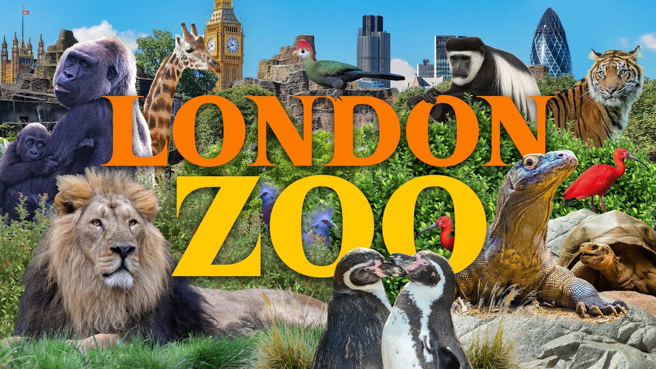 London Zoo - A Must-See in London? | Zoo Review