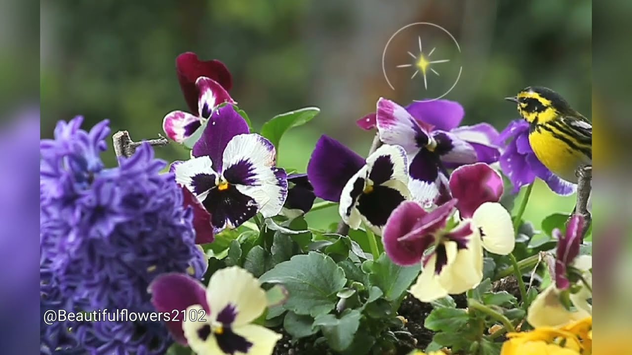 เพลงบรรเลงผ่อนคลายดอกไม้ธรรมชาติสวยงาม เสียงนก  #ดอกไม้  #beautifulflowers #เพลงบรรเลงผ่อนคลาย