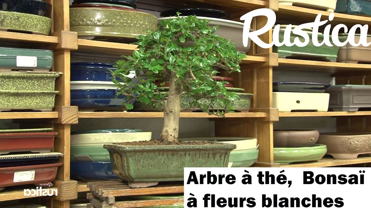 L'arbre &agrave; th&eacute; : un bonsa&iuml; &agrave; fleurs blanches