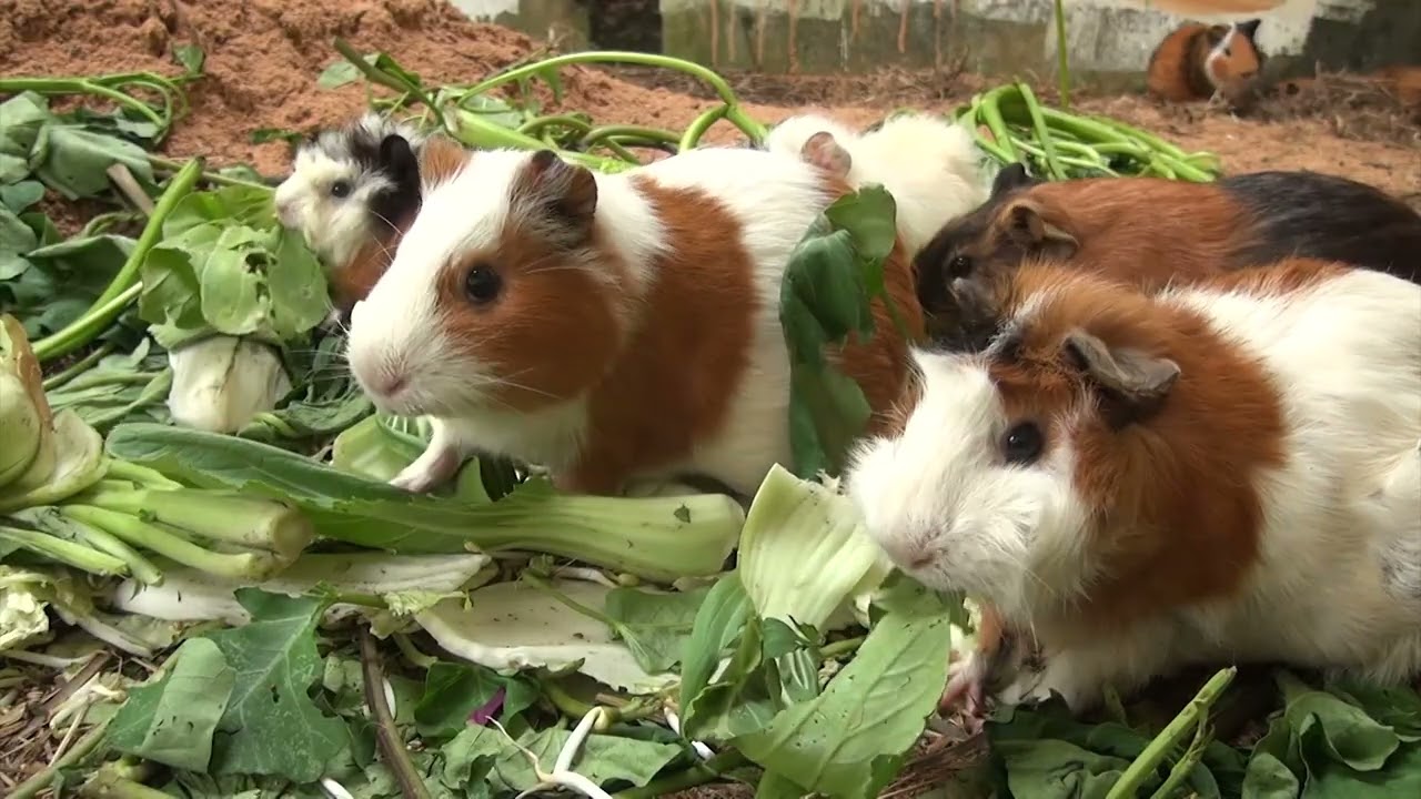 Guinea Pigs Afternoon Cam - January, 26 2026