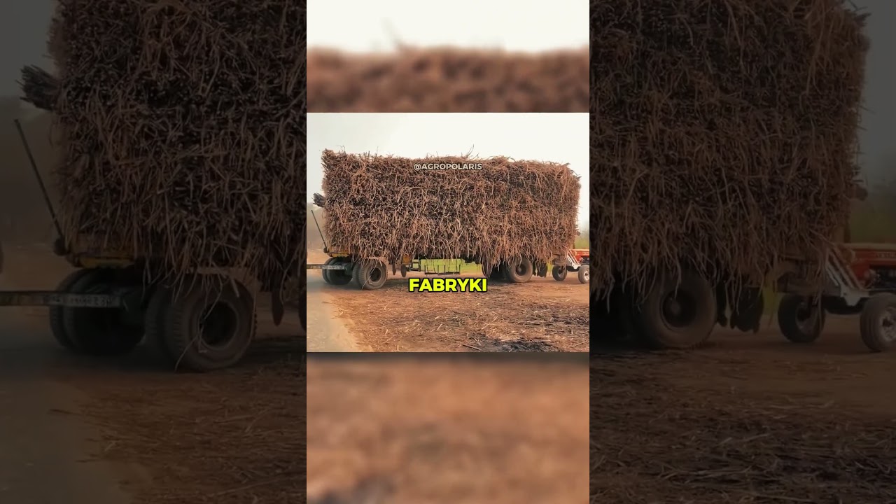 KR&Oacute;L Bloku Wschodniego! 👑🚜 Tego traktora wyprodukowano MILIONY!
