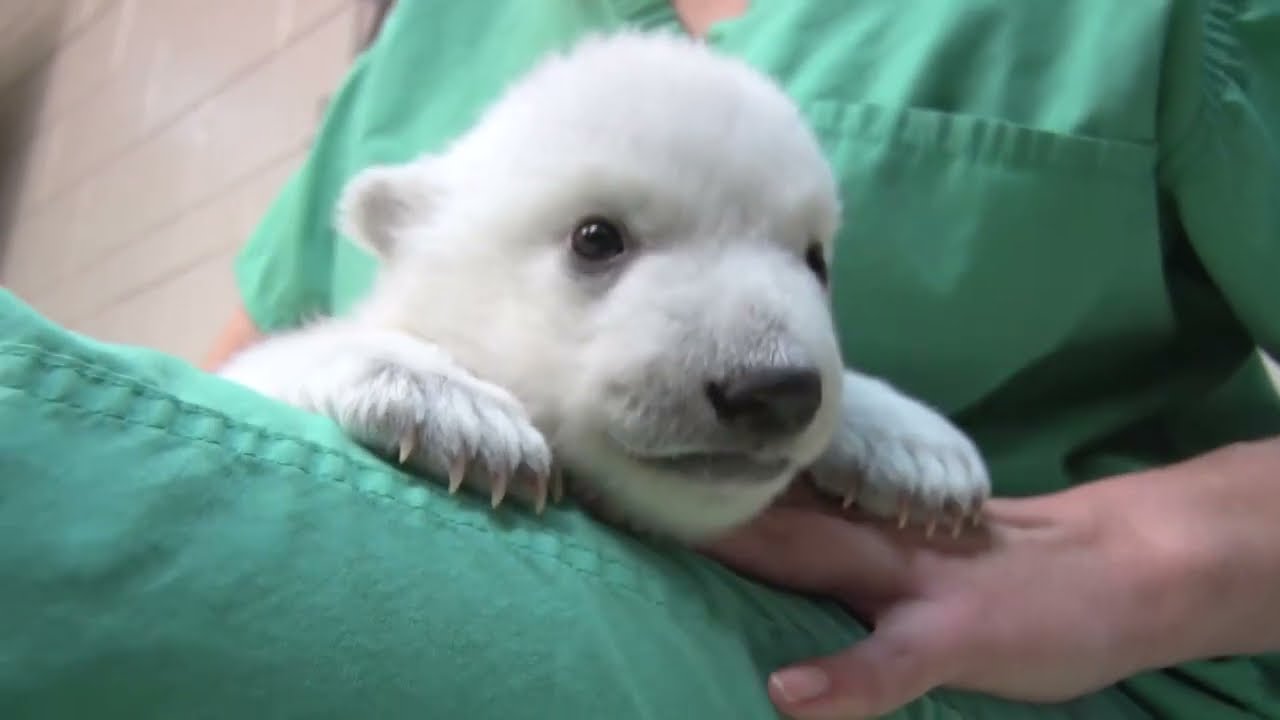 Happy Bearthday to Polar Bear Sisters Nora And Amelia Gray!