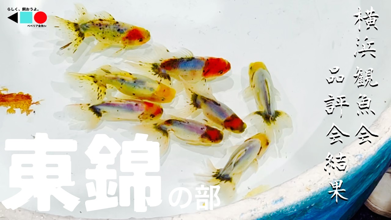 【金魚】2025年品評会で選ばれた東錦たちを一挙公開！親魚、二歳魚、当歳魚 | らんちゅう師が集う横浜観魚会 第112回品評会 東錦の部 |  @peperia 