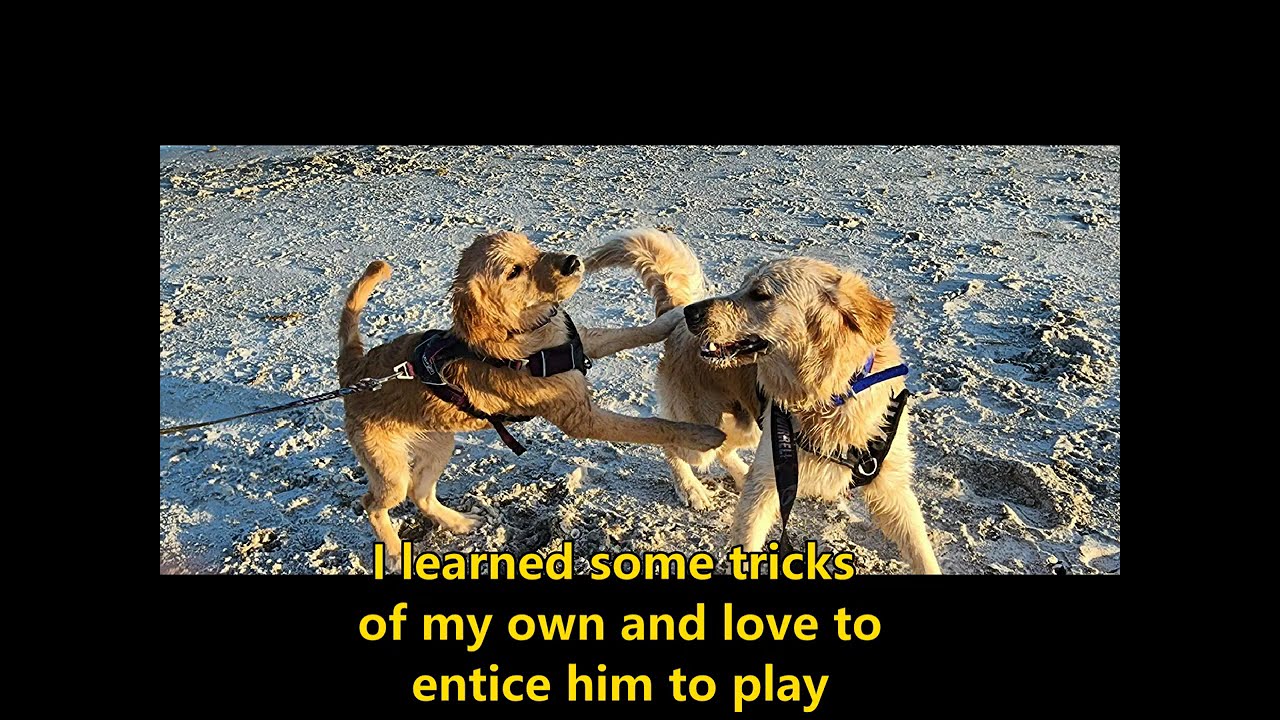 Getting My Dog a Dog