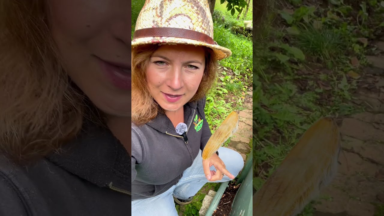 Sai come si crea il compost?