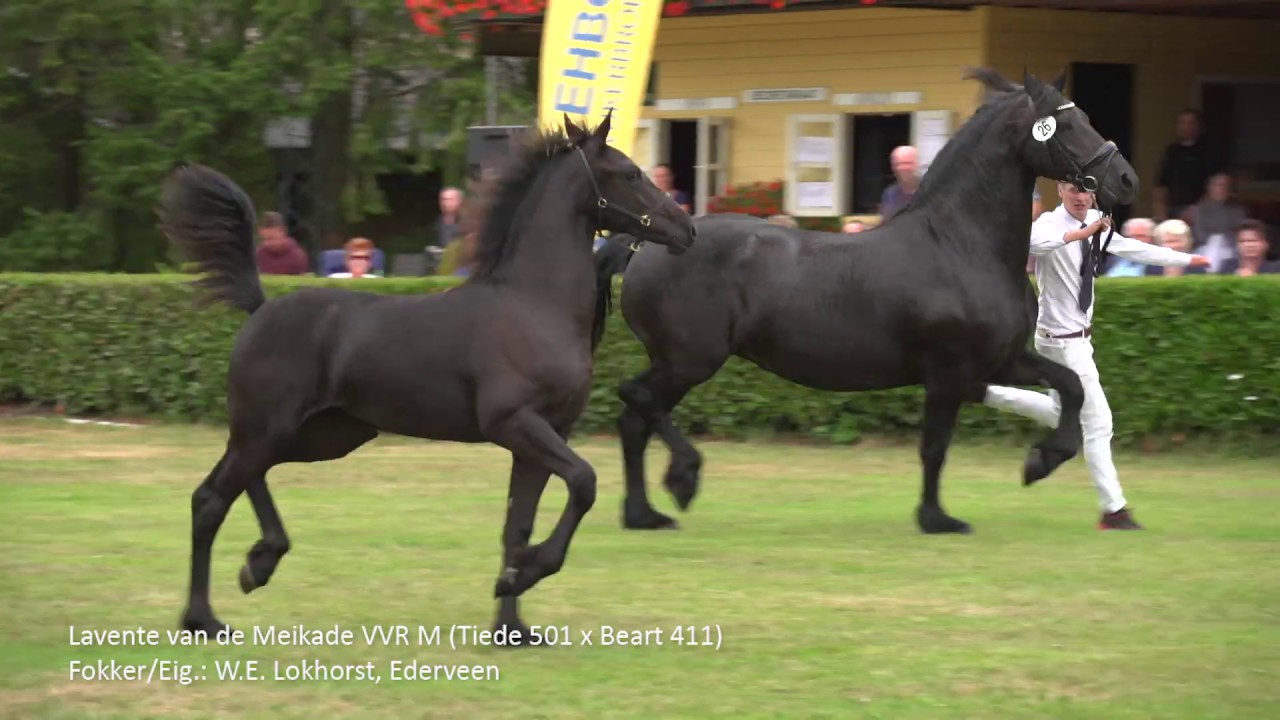 Fokdag Het Friese Paard Midden Nederland 2019