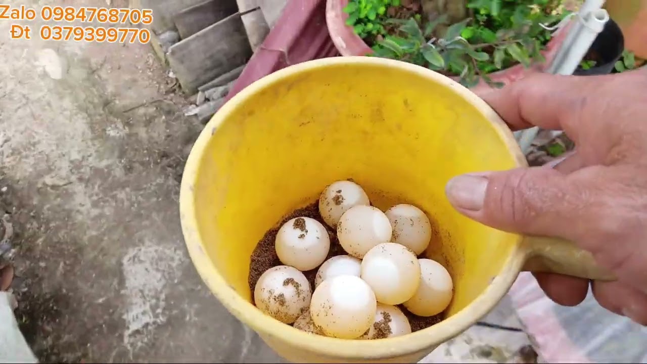 Cua Đinh Càng Già Đẻ Trứng Càng Sai Lấy 1 Ổ Vào Ấp 