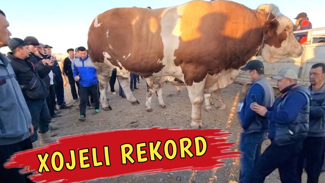 24-СЕНТЯБРЬ 2023/ХОЖЕЛИ МАЛ БАЗАРЫ/СКОТНЫЙ РЫНОК/BUQALAR/BIG BULLS IN THE WORLD/BIG COW/РЕКОРД БЫК