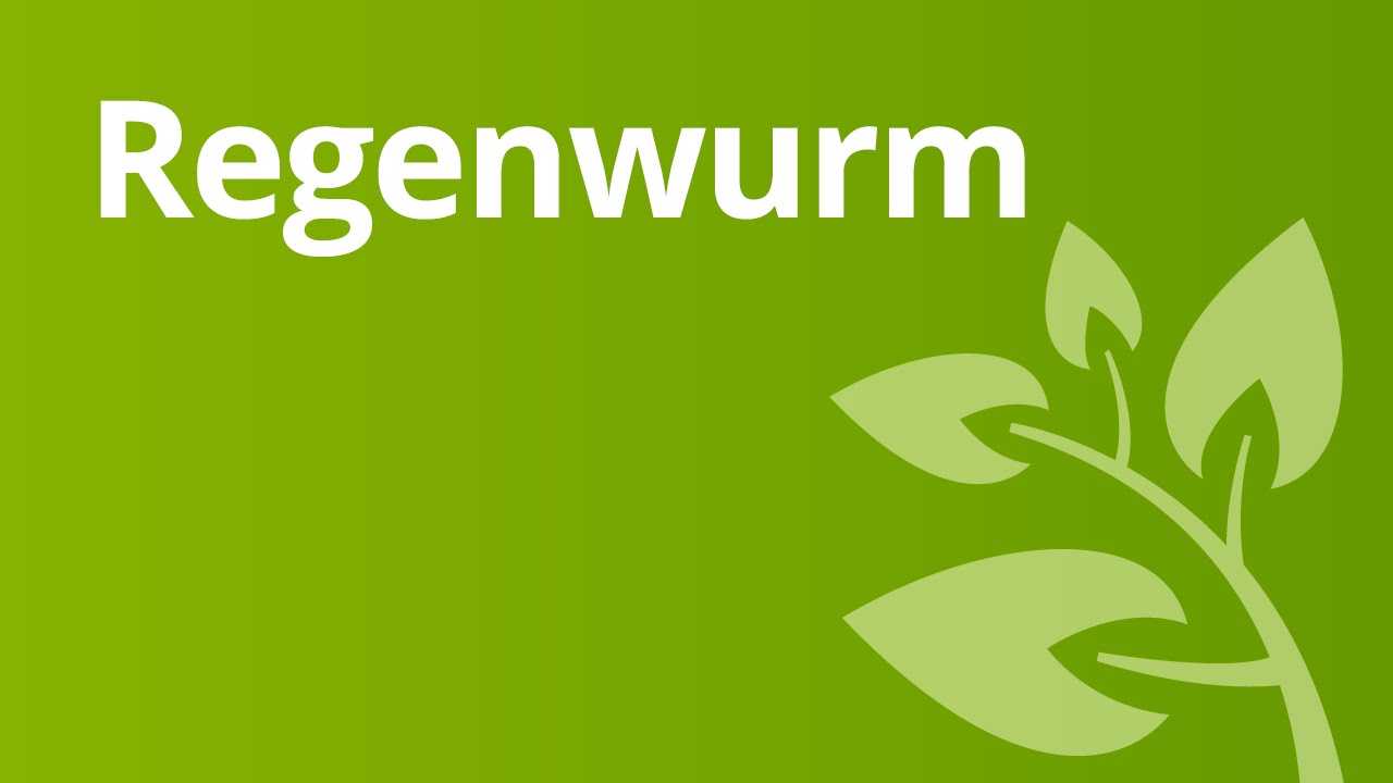 Der Regenwurm und seine Lebensweise- Atmung und Fortbewegung | Biologie | Tiere
