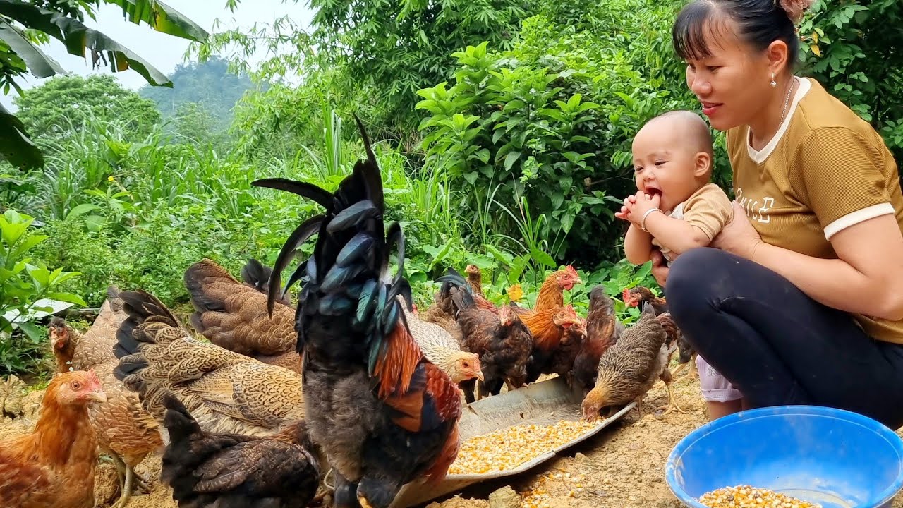 with daughter harvest giant lemon seedlings and bring them to market to sell Lý Thị Đào