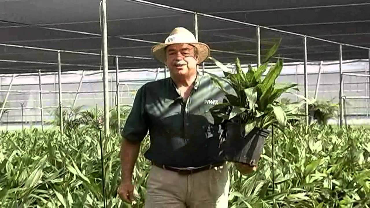 Aspidistra Care Instructions