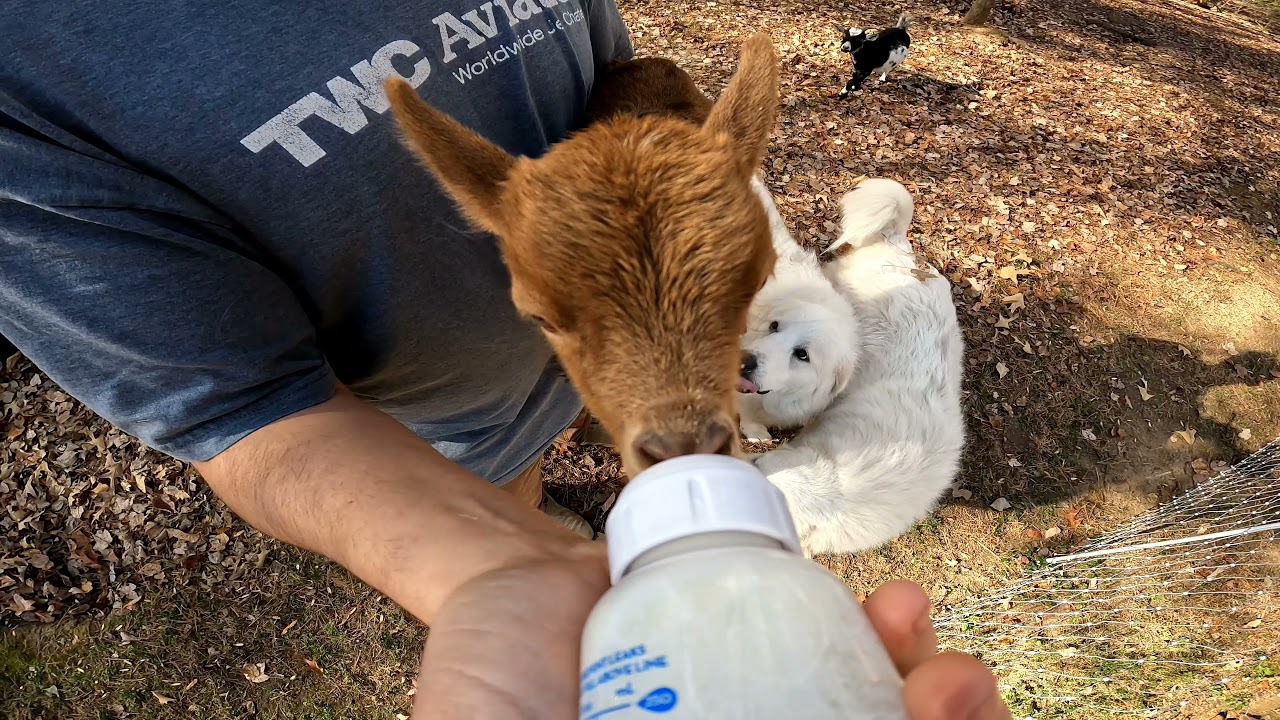 Annie's Lunchtime - Baby Goat Bottle Cam